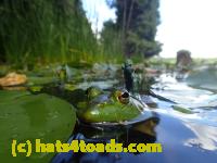 /home//u458753944/public_html/sourcegallery//Frogs/Bullfrogs 2016-08 Ontario/P8081382.JPG